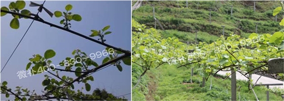 獼猴桃萌芽期如何施肥，才能促進(jìn)萌芽齊、萌芽壯？
