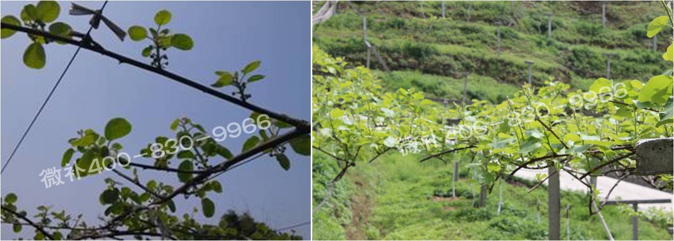 獼猴桃萌芽期如何施肥，才能促進(jìn)萌芽齊、萌芽壯？