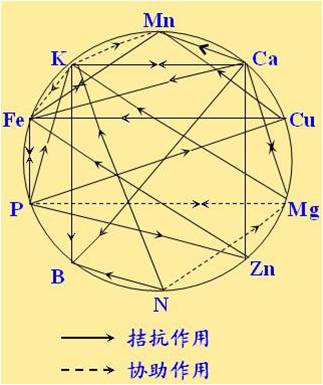 原料型鉀肥和鎂肥為什么會(huì)發(fā)生拮抗？