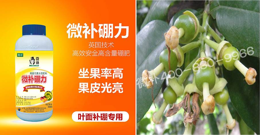 蜜柚促花壯花除了補(bǔ)磷還需要補(bǔ)硼鋅？