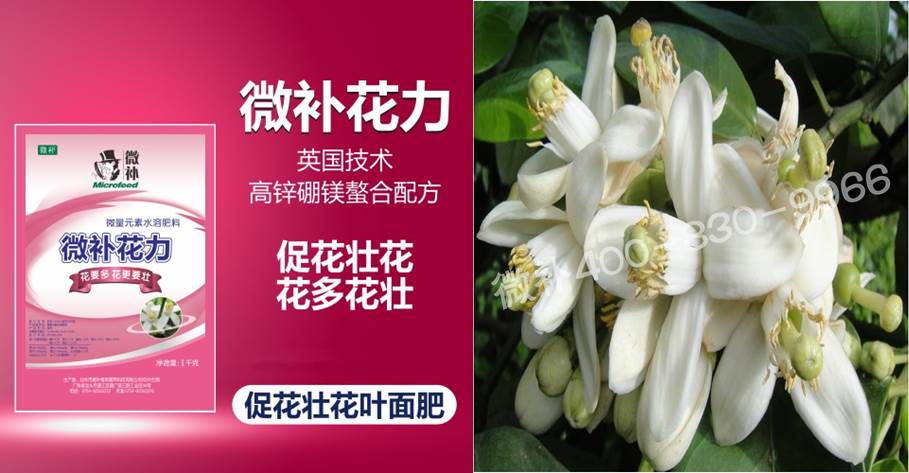 蜜柚促花壯花除了補(bǔ)磷還需要補(bǔ)硼鋅？