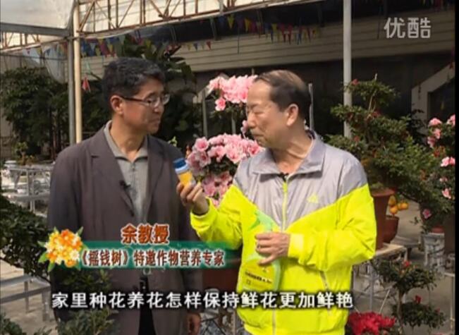 20160118珠江臺搖錢樹：家庭花卉用綠夫人600度鮮花營養(yǎng)液，花開鮮艷、花期長