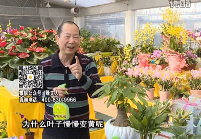 20160307珠江臺搖錢樹：陰生植物也不好種，黃葉多長勢弱？用綠夫人來呵護(hù)