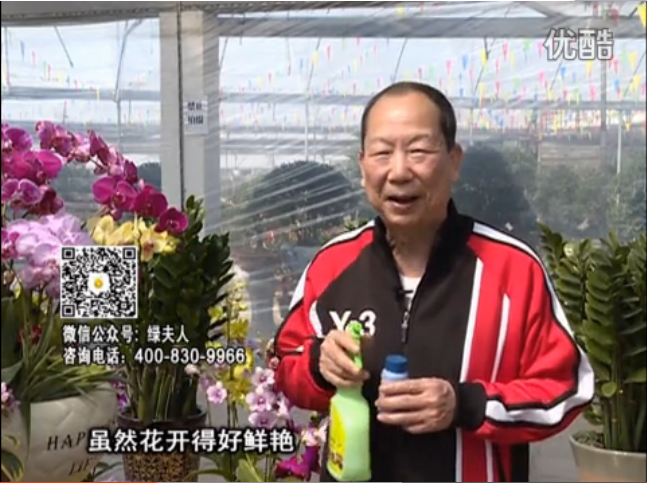 20160314珠江臺(tái)搖錢樹：家種鮮花、鮮切花，用綠夫人600度鮮花液?；ㄆG、花期長(zhǎng)