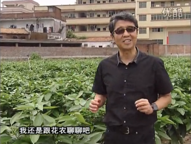 20160606珠江臺搖錢樹：觀葉植物用微補方案，壯根提長、保葉抗病好！