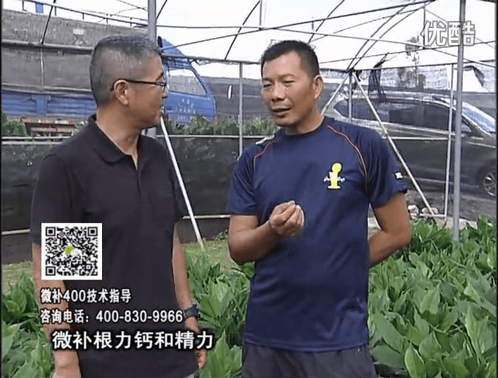 珠江臺搖錢樹：盆栽綠植澆施微補根力鈣+精力，促根多長勢青綠