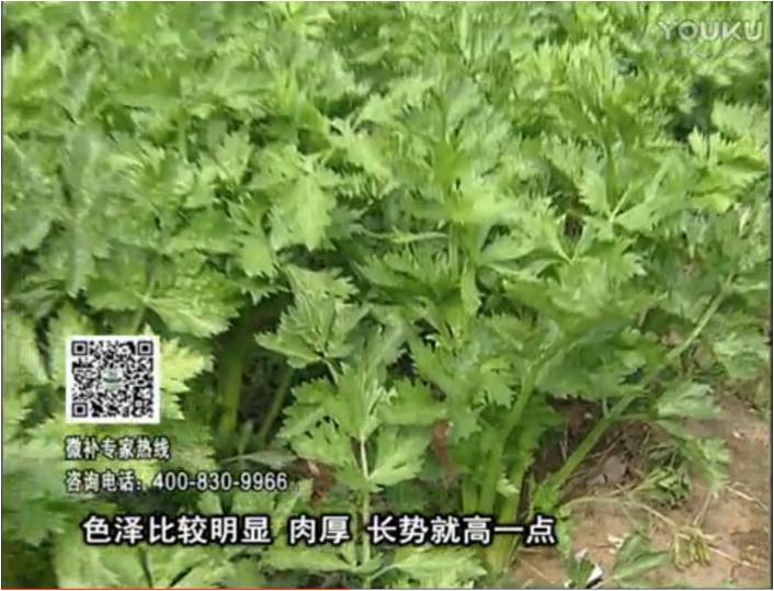 20170109珠江臺搖錢樹：葉菜如何種？長勢好又高產！