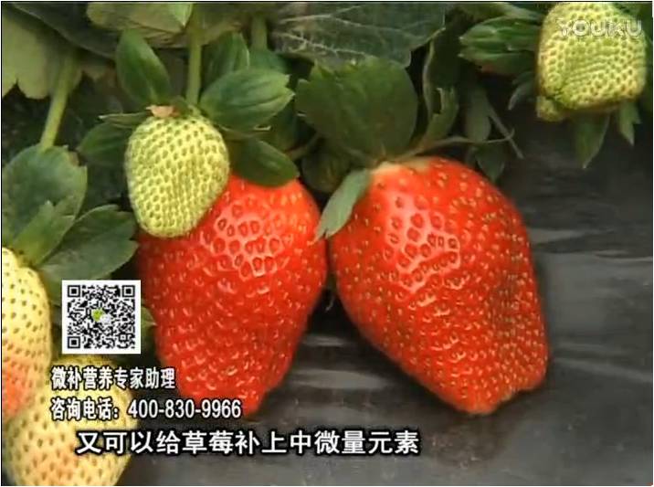 20170123珠江臺搖錢樹：草莓用微補方案，促根苗壯、開花坐果好