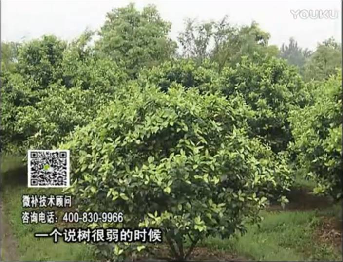 20170206珠江臺搖錢樹：柑橘用微補(bǔ)方案，壯樹促花壯花好