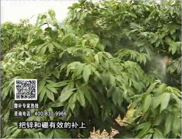 20170213珠江臺搖錢樹：荔枝噴施微補花力+硼力，補充鋅硼健壯來花