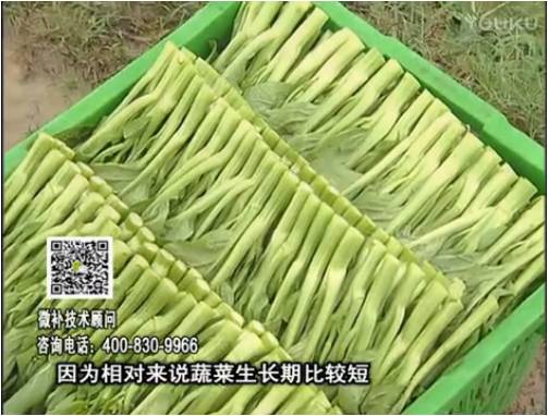 20170306珠江臺搖錢樹：蔬菜澆施微補根力鈣+精力，提高蔬菜長勢，減少病害，提高收益