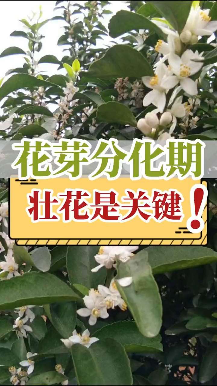 花芽分化期，壯花是關(guān)鍵！